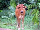 IMG_9363 Moo 2 * 2048 x 1536 * (1.62MB)